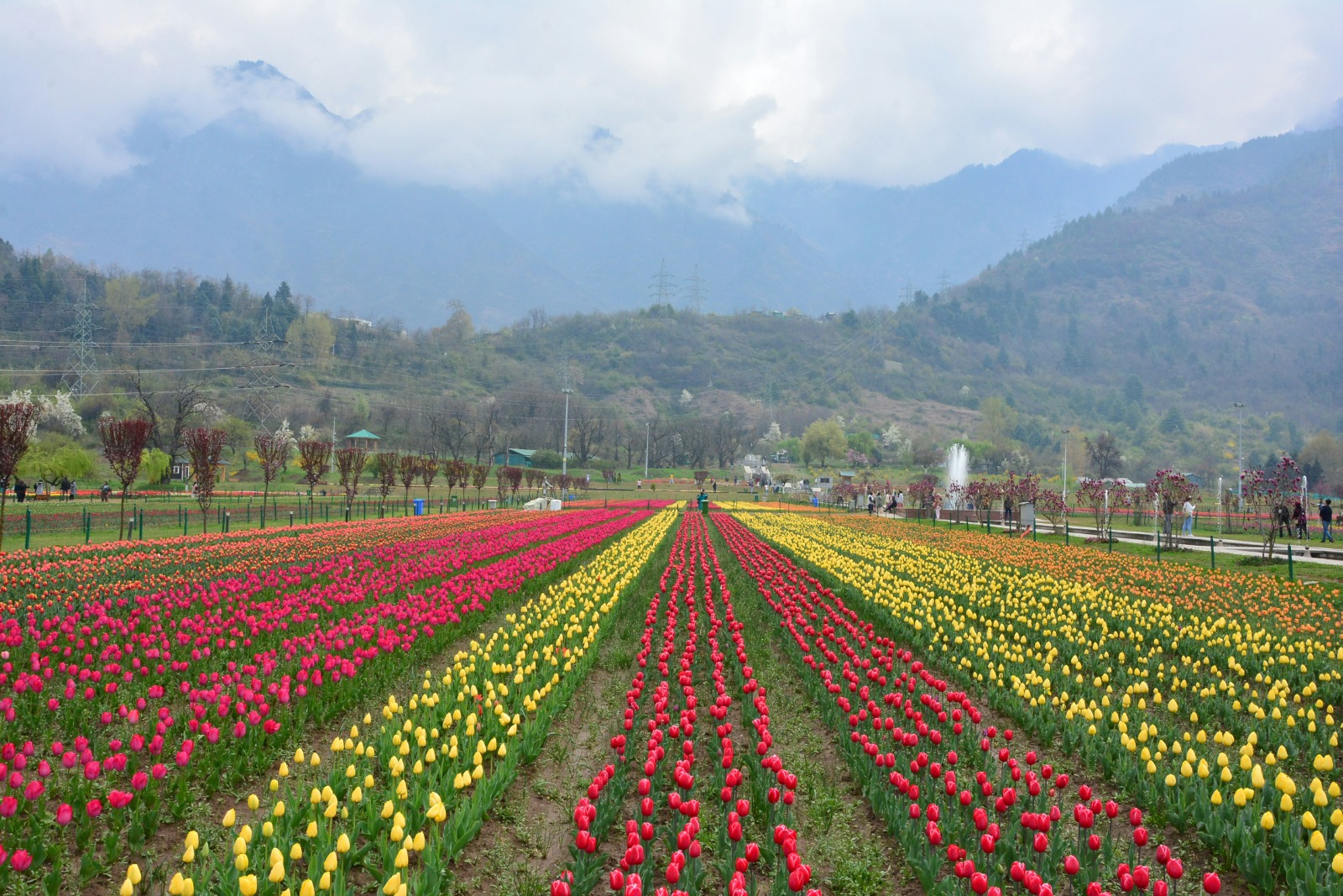 Tulip Garden Srinagar in bloom